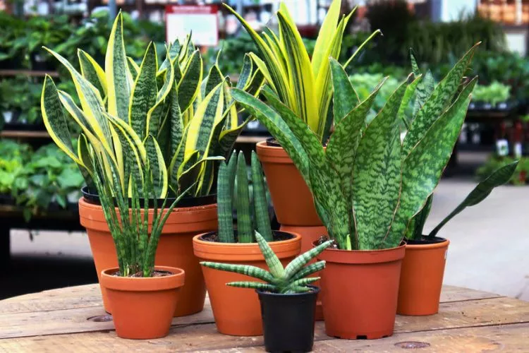 Dwarf Snake Plants- What Sets Them Apart