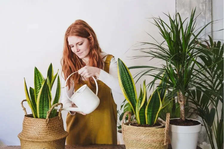 Growing and Caring for Dwarf Snake Plants 