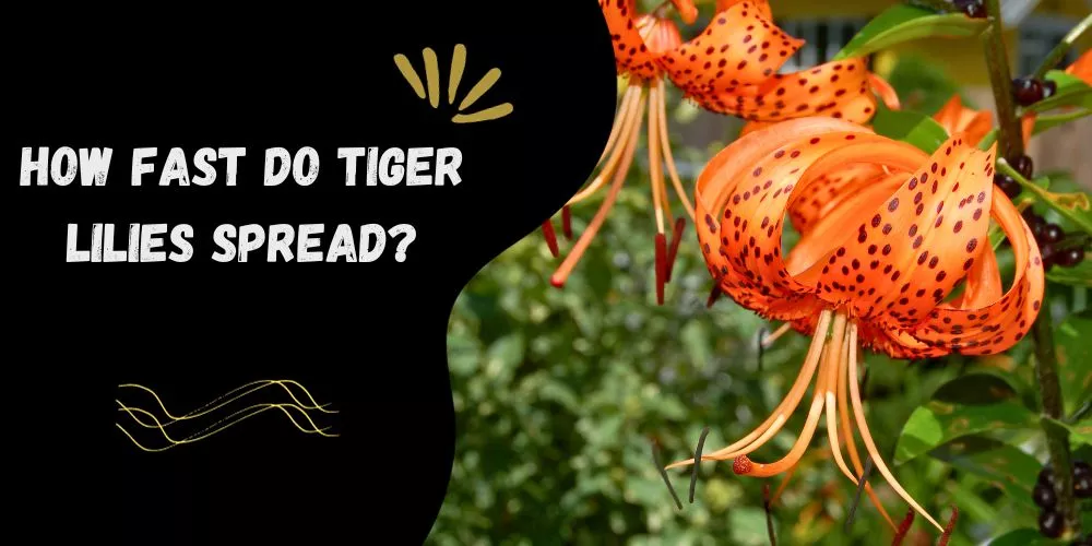 How fast do tiger lilies spread