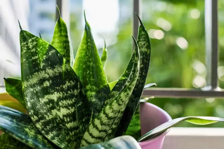 Overview of the genus Sansevieria 