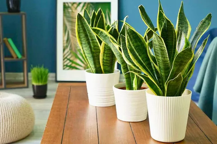 Pro Tips for Successful Dwarf Snake Plant Care 