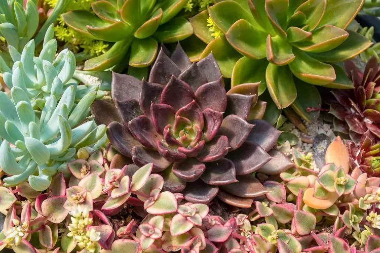 Pro Tips for Succulent Symbolism 