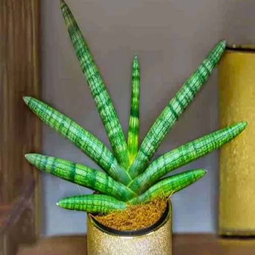 Sansevieria cylindrica 'Boncel' 