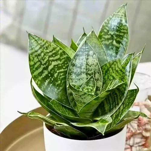 Sansevieria trifasciata 'Hahnii' (Bird's Nest Snake Plant) 