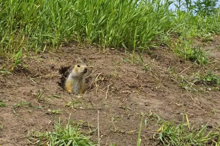 Signs of Gopher Infestation 