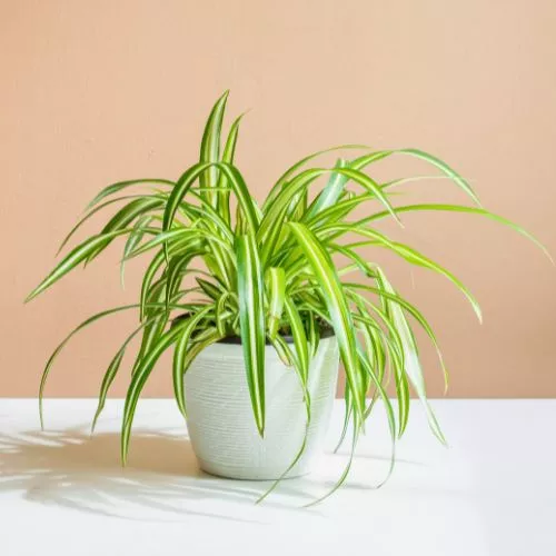 Spider Plants