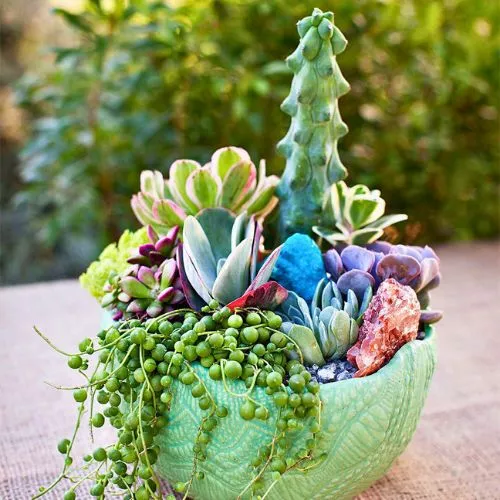 Succulents and Cacti