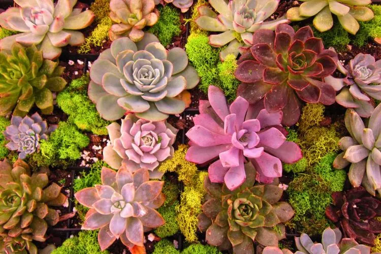 The Historical and Cultural Significance of Succulents