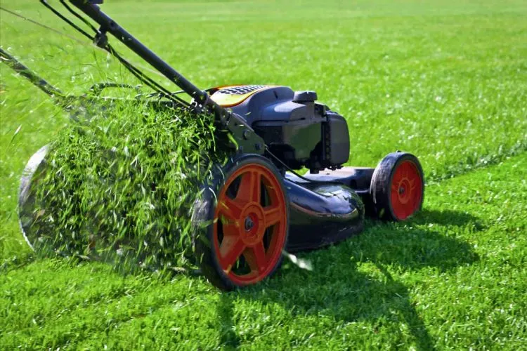 Things to Consider Before mowing your lawn early 