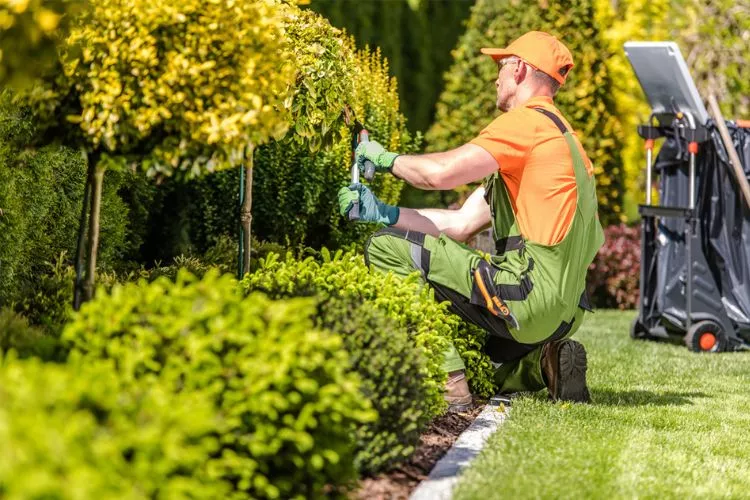 Tips for Responsible Lawn Care