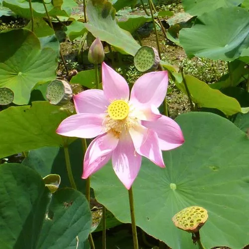 Wetland Plants