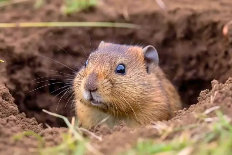 What attracts gophers to your yard