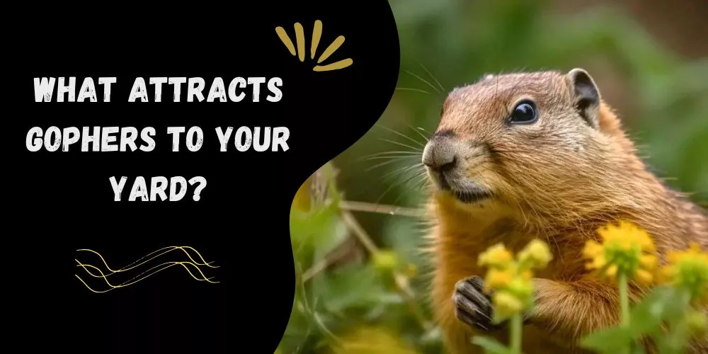 What attracts gophers to your yard