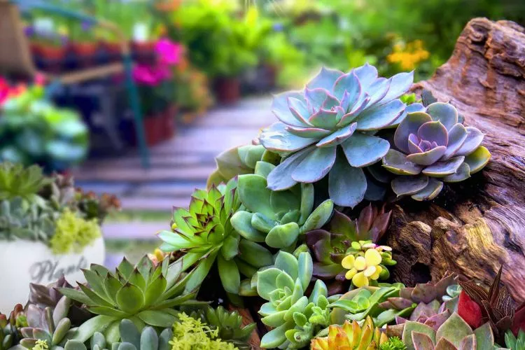 What do succulents symbolize