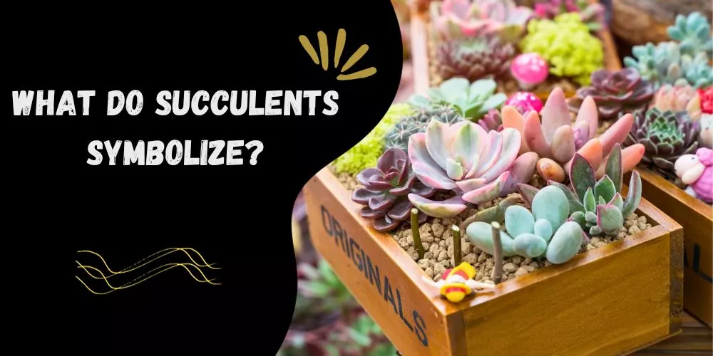 What do succulents symbolize