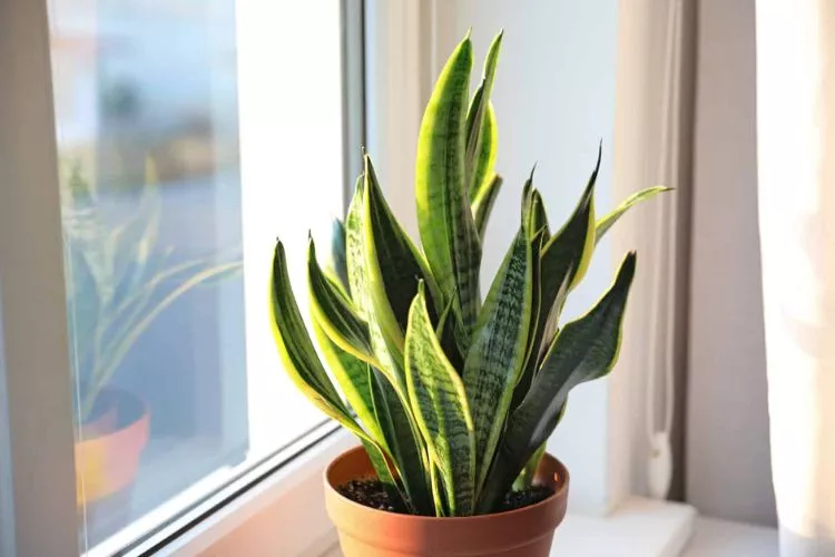 What is a dwarf snake plant