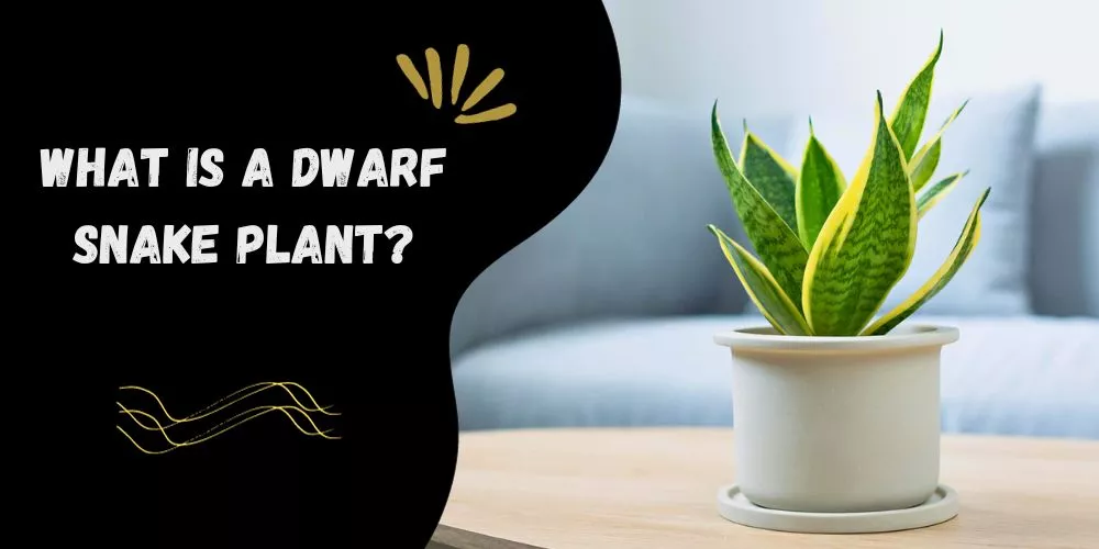 What is a dwarf snake plant