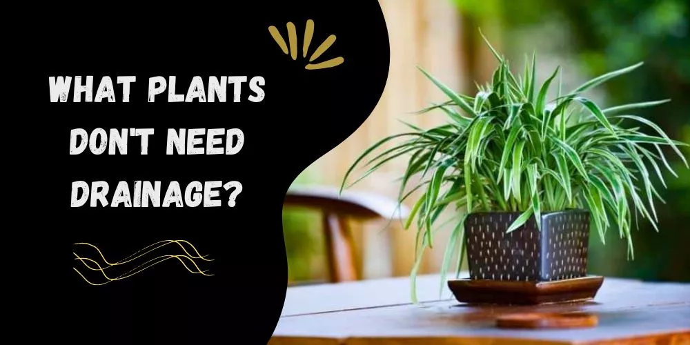 What plants don't need drainage