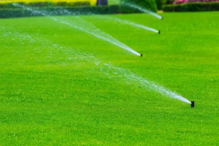 Alternatives to mowing in hot weather