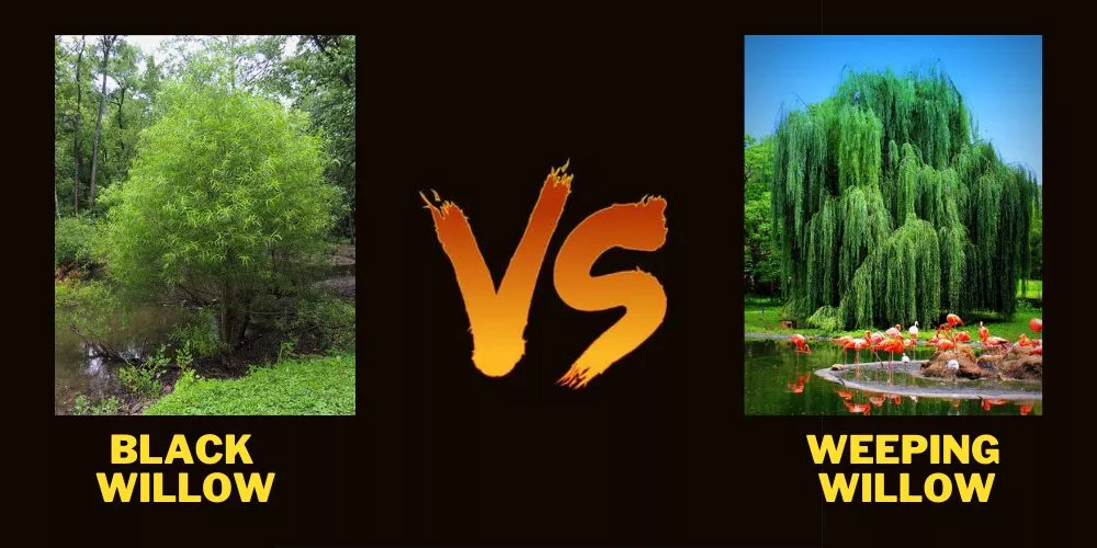 Black willow vs weeping willow