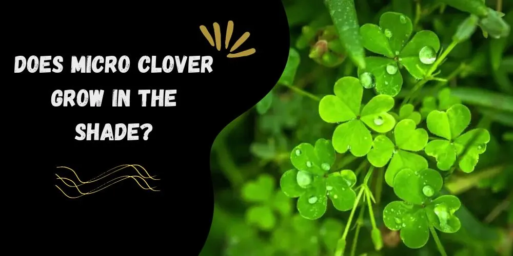 Does micro clover grow in the shade