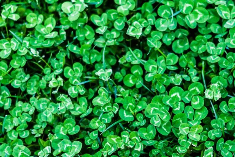 Does micro clover grow in the shade? all you need to know