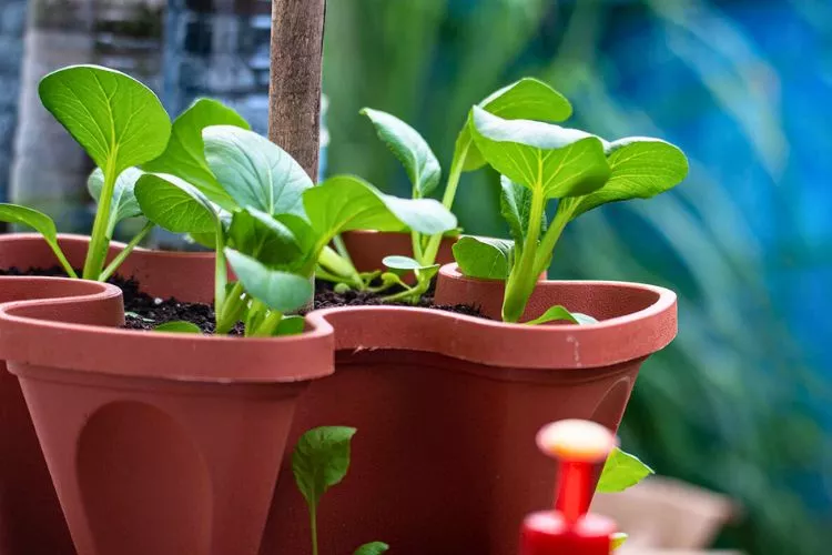 How plants grow in containers 