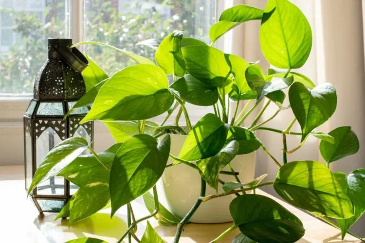 How to Resolve Pothos Dripping Water Issue