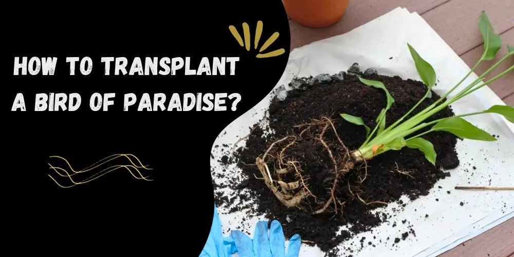 How to Transplant a Bird of Paradise