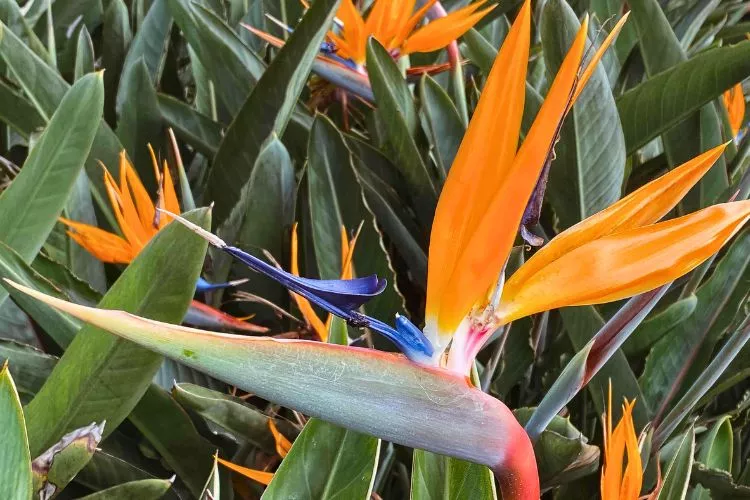 How to Transplant a Bird of Paradise