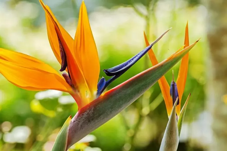 How to Transplant a Bird of Paradise