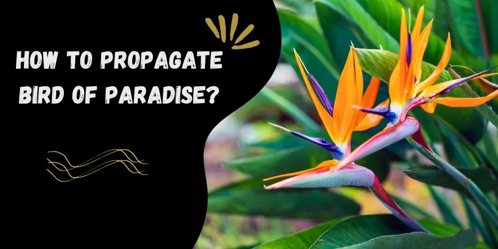 How to propagate bird of paradise