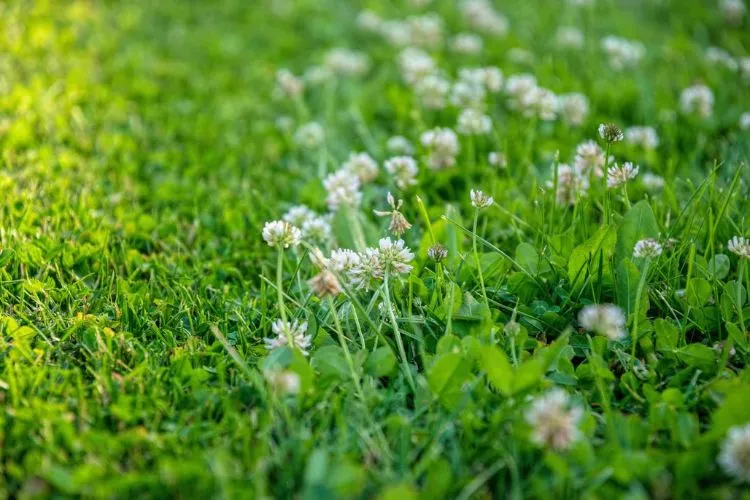 Planting Micro Clover in Shaded Areas 