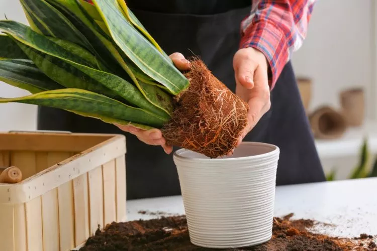 Pro Tips for Successful Repotting 