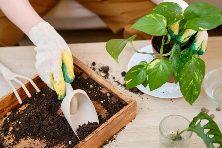 Repotting Pothos Plants 