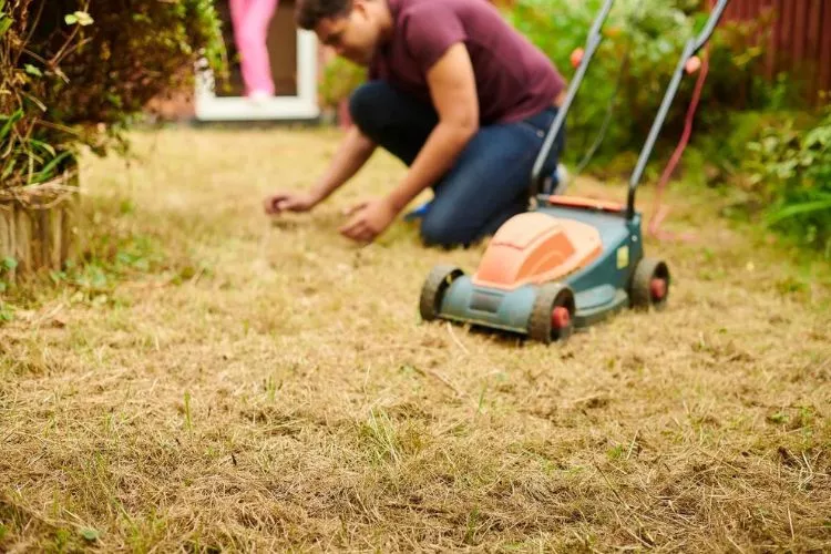 Signs Your Lawn Might Be Suffering in the Heat 