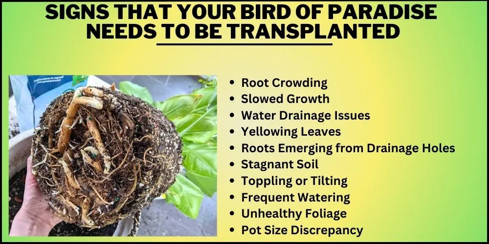 Signs that your bird of paradise needs to be transplanted