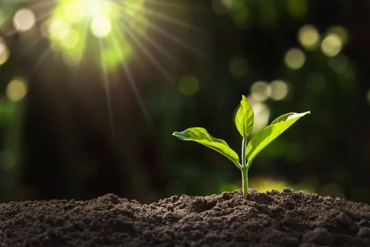 The Role of Sunlight in Plant Growth 