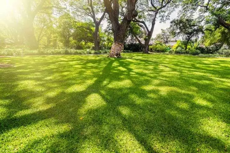 The science behind grass growth and temperature 