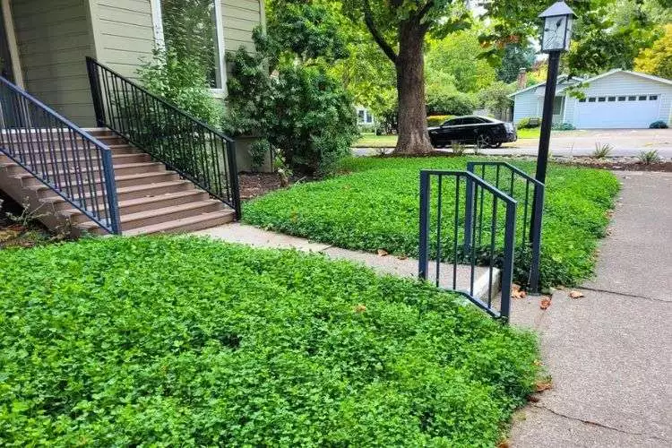 Tips for Successful Micro Clover Growth in Shade 