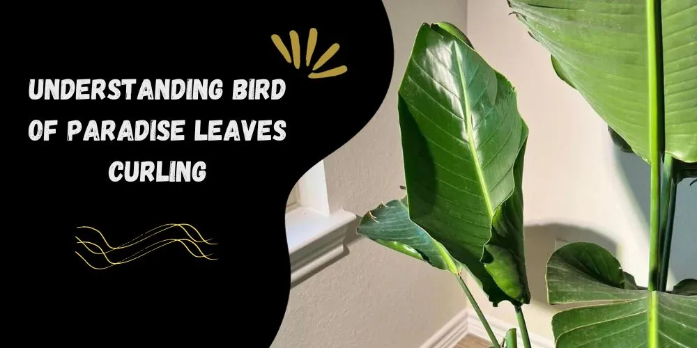 Understanding Bird of Paradise Leaves Curling