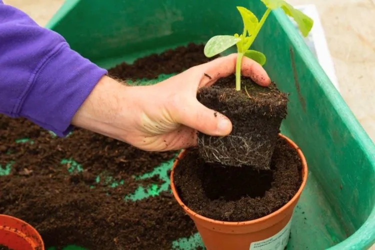 When to Move a Plant to a Bigger Pot