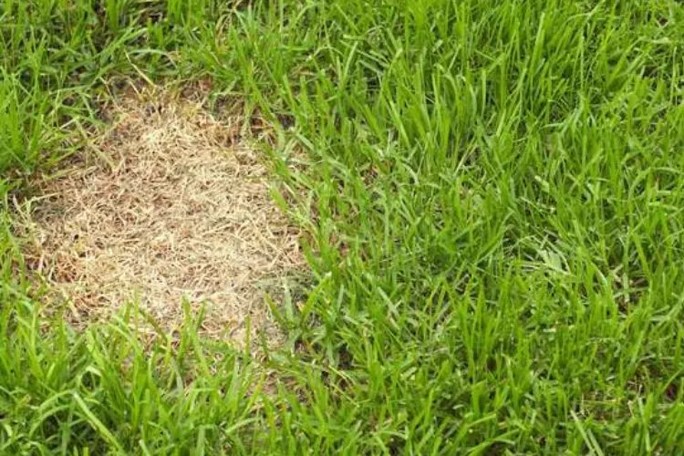 Assessing Lawn Needs 