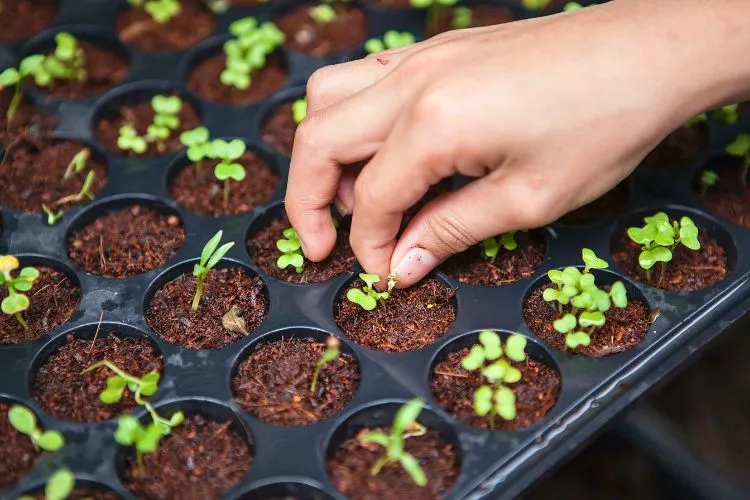 Pro Tips for Successful Seed Germination 