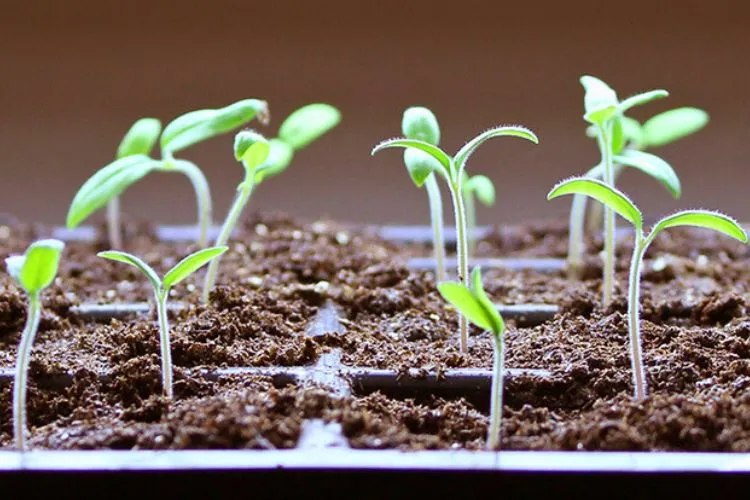 Steps to Salvage Struggling Seedlings