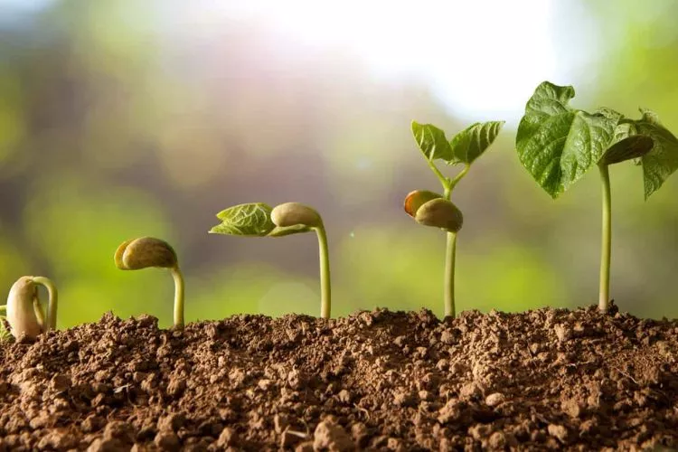 When to give up on seeds germination? All You Need to Know