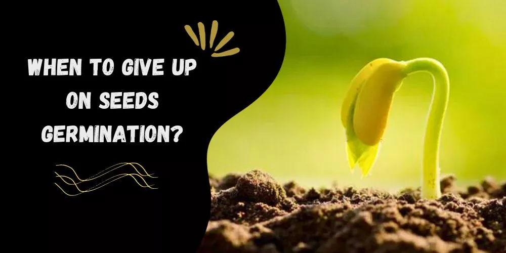 When to give up on seeds germination